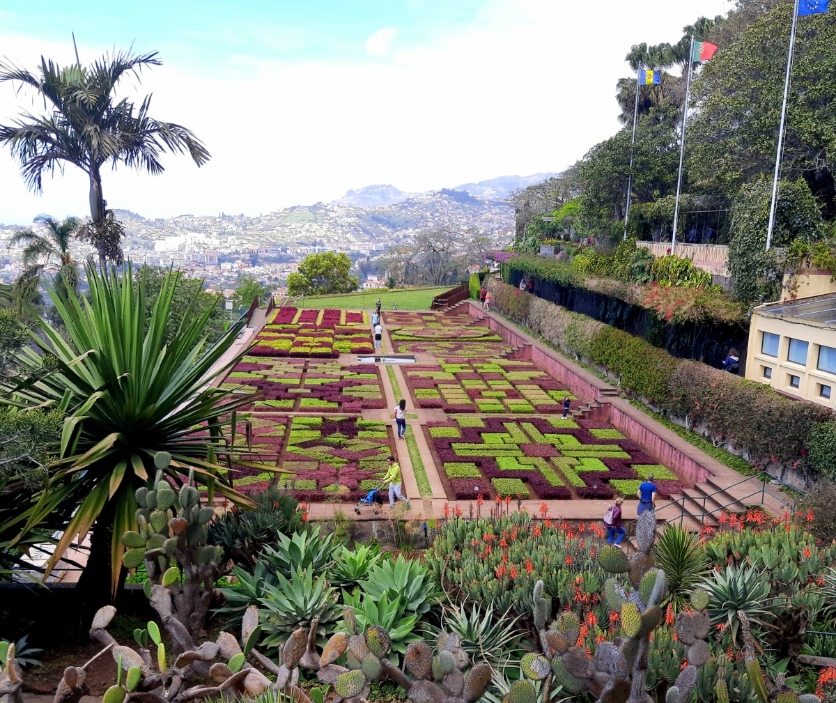 Zdjęcia: Ogròd botaniczny w Funchal , Madera , Kolorowy kobierzec, PORTUGALIA Zdjęcia: Ogròd botaniczny w Funchal , Madera , Kolorowy kobierzec, PORTUGALIA