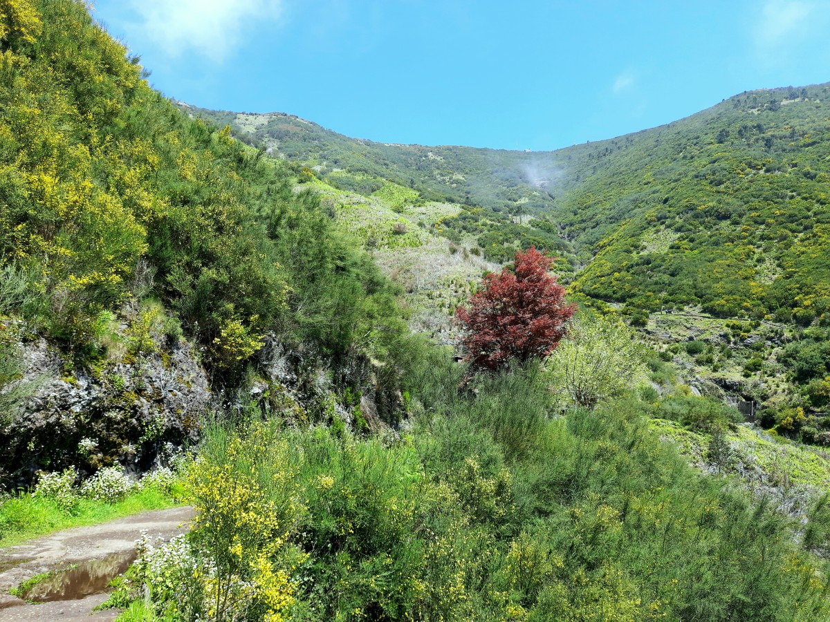 Zdjęcia: Levada das 25 Fontes , Madera , Po drodze, PORTUGALIA Zdjęcia: Levada das 25 Fontes , Madera , Po drodze, PORTUGALIA