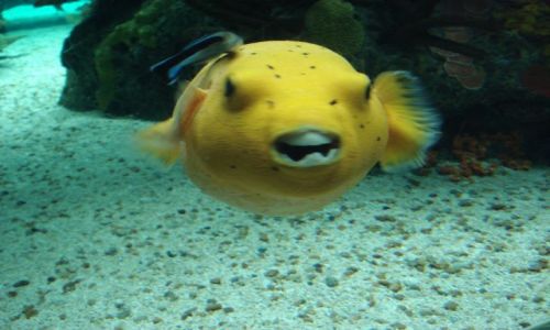 Zdjęcie PORTUGALIA / - / LIZBONA - OCEANARIUM / ŻÓŁTA RYBKA