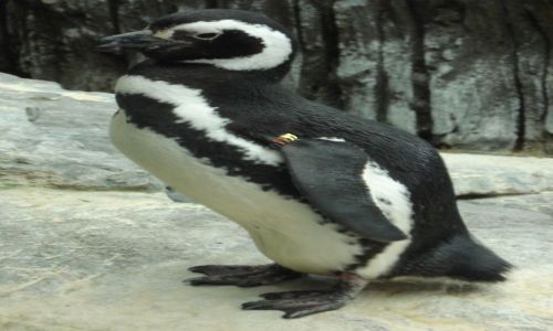 Zdjęcie PORTUGALIA / - / LIZBONA - OCEANARIUM / PINGWIN