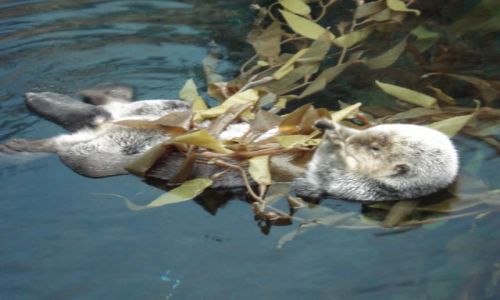 Zdjecie PORTUGALIA / - / LIZBONA-OCEANARIUM / LENIUCH