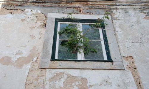 Zdjęcie PORTUGALIA / brak / Ericeira / moj ogrod