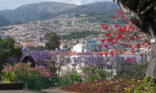 Zdjecie PORTUGALIA / Madera / Funchal / Wiosna w Funchal