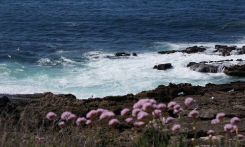 Zdjecie PORTUGALIA / Lizboska Riwiera / Cascais / ZASMAKUJ PORTUGALII