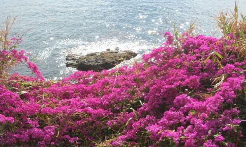 Zdjecie PORTUGALIA / Madera / Funchal / Madera