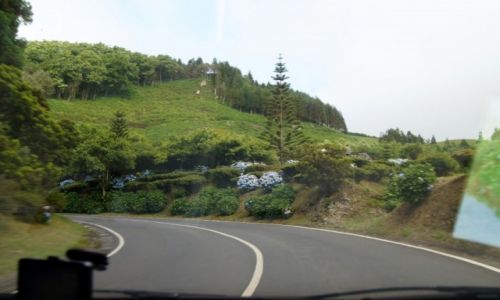 Zdjcie PORTUGALIA / Azory / Furnas / Przydrone hortensje I