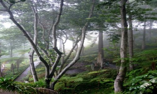 Zdjęcie PORTUGALIA / Madera / Monte / Monte Gardens in the mist