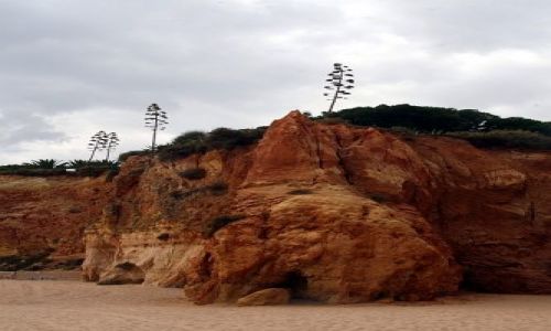 Zdjęcie PORTUGALIA / algarve / praia de rocha / 3 agawy