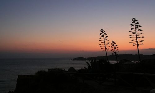 Zdjecie PORTUGALIA / algarve / praia de rocha / agawy o zmierzchu
