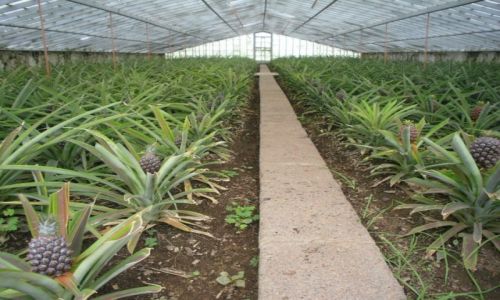 Zdjcie PORTUGALIA / AZORY / SAO MIGUEL  / NA PLANTACJI ANANASW