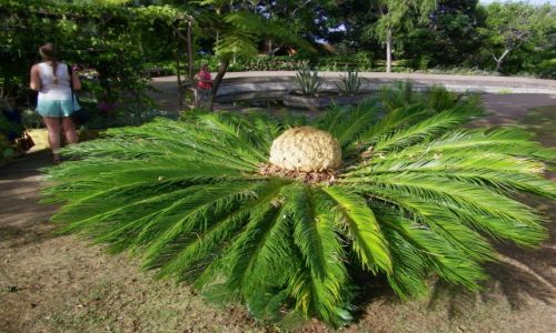 Zdjecie PORTUGALIA / MADERA / MADERA / MADERA