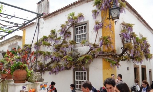 Zdjcie PORTUGALIA / Leiria / bidos / W objciach wisterii