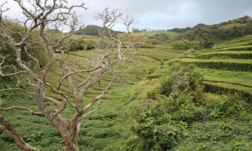 Zdjcie PORTUGALIA / Sao Miguel / Che Gorreana / Azory