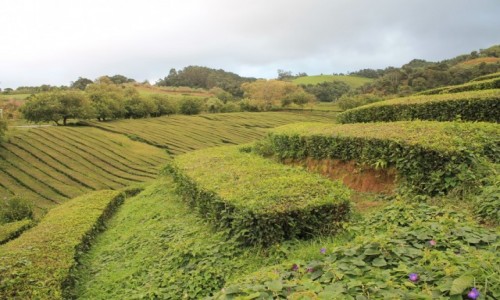 Zdjcie PORTUGALIA / Sao Miguel / Che Gorreana / Azory