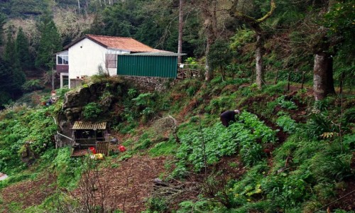 Zdjcie PORTUGALIA / Madera / Ribeiro Frio / W drodze do Balcoes (III)