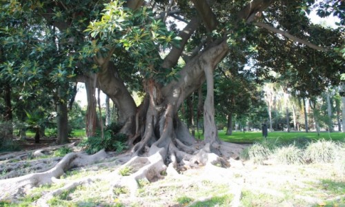Zdjcie PORTUGALIA / Lisbona / ogrod botaniczny / Lisbona