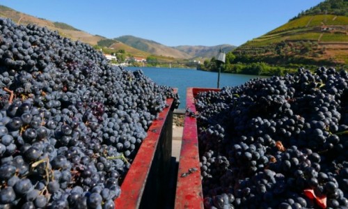 Zdjcie PORTUGALIA / dolina Douro / Pinhao / wino