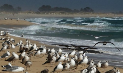 Zdjecie PORTUGALIA / Algarve / Laguna Ria Formosa / dzike plae w Parku Rzeki Formosa