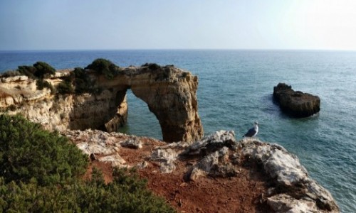 Zdjcie PORTUGALIA / Algarve / Porches / klif  -zachodnie wybrzee Algarve