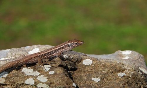 Zdjcie PORTUGALIA / Madera / Ponta de Sao Laurenco / Sao Laurenco - Lizard