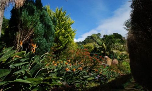 Zdjecie PORTUGALIA / Madera / Monte / Monte Botanic Garden - mimio zimiy - u nich zawsze wiosna
