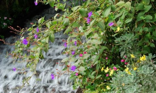 Zdjęcie PORTUGALIA / Madera / Monte / Monte Botanic Garden - wieczna wiosna