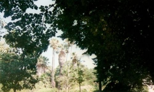 Zdjecie PORTUGALIA / brak / Ogrd botaniczny w Lizbonie / W centrum stolicy