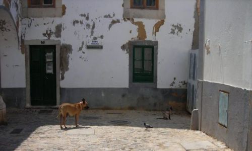 Zdjecie PORTUGALIA / brak / stare miasto faro / zaraz pogonie ci kota