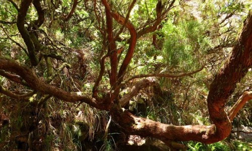 Zdjecie PORTUGALIA / Madera / Madara Centralna / drzewo wrzocowe