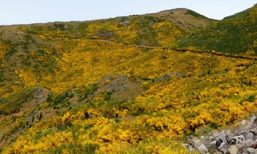 Zdjcie PORTUGALIA / Madera / Madara Centralna / pola arnowcw