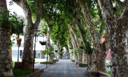 Zdjecie PORTUGALIA / Madera / Machico / aleja platanowa