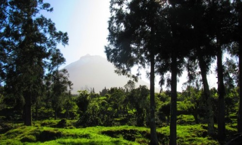 Zdjęcie PORTUGALIA / Azory / Pico / U podnóża wulkanu Pico