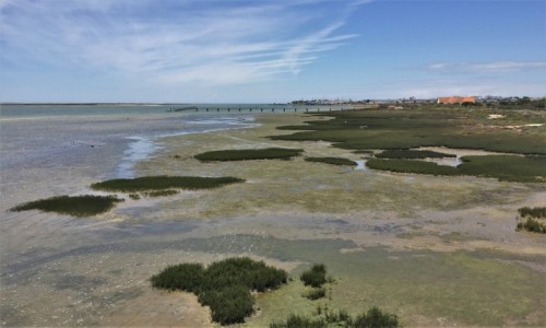 Zdjecie PORTUGALIA / Algarve / Ria Formosa Natural Park / Ria Formosa...