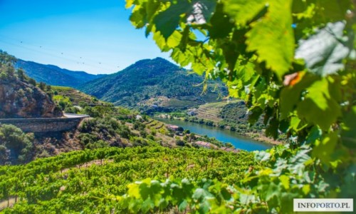Zdjęcie PORTUGALIA / Douro / Droga N222 / Dolina Douro