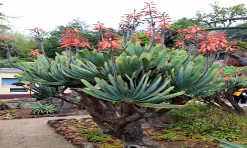 Zdjęcie PORTUGALIA / Madera  / Ogròd botaniczny w Funchal  / Aloes