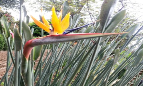 Zdjecie PORTUGALIA / Madera  / Ogròd botaniczny w Funchal  / Ptak wròd kwiatòw