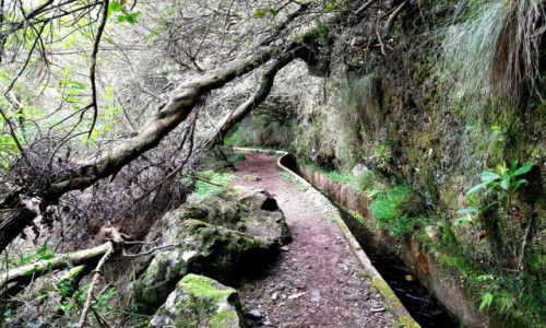 Zdjęcie PORTUGALIA / Madera / Riberio Frio / Levada do Furado, zwalone drzewa na szlaku