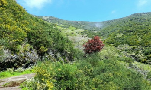 Zdjęcie PORTUGALIA / Madera  / Levada das 25 Fontes  / Po drodze