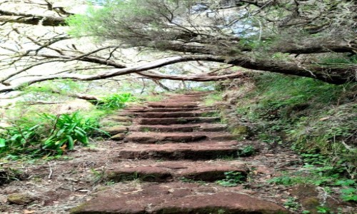 Zdjęcie PORTUGALIA / Madera  / Levada das 25 Fontes  / Czasem schody,  czasem trochę  wody pod stopami