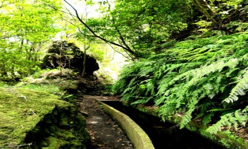 Zdjcie PORTUGALIA / Madera / Ginjas / Levada Faja do Rodrigues, paprocie