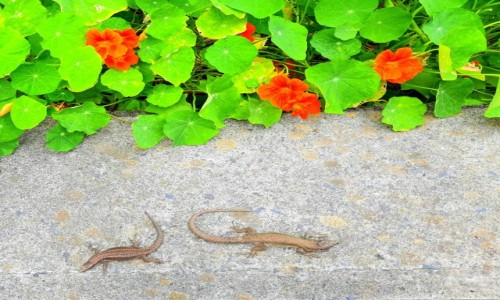 Zdjęcie PORTUGALIA / Madera / Seixal / Plażing