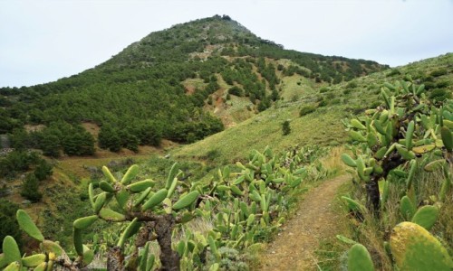 Zdjcie PORTUGALIA / Wyspa Porto Santo / . / W drodze na Pico do Facho