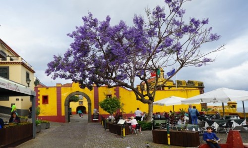 Zdjecie PORTUGALIA / Madera / Funchal Zona Velha / Jakaranda