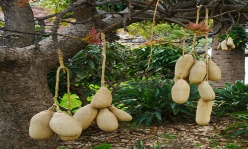 Zdjcie PORTUGALIA / Madera / Ribeira Brava / Jackfruit - owoce chlebowca