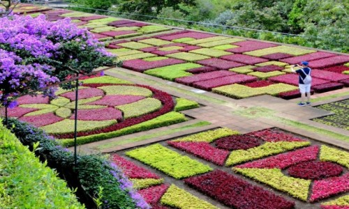 Zdjcie PORTUGALIA / Madera / Funchal / W ogrodzie botanicznym