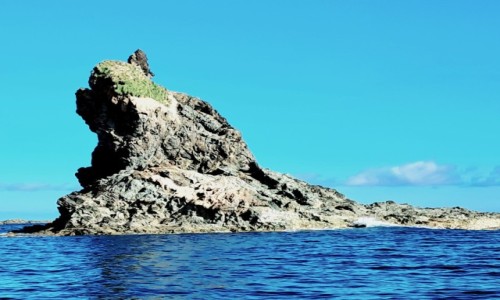 Zdjęcie PORTUGALIA / Azory, Wyspa Flores / Od strony Oceanu Atlantyckiego / Kiciuś na skale