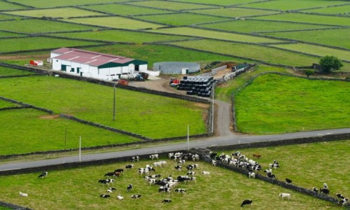 Zdjcie PORTUGALIA / Azory / Wyspa Terceira / Farma mleczna