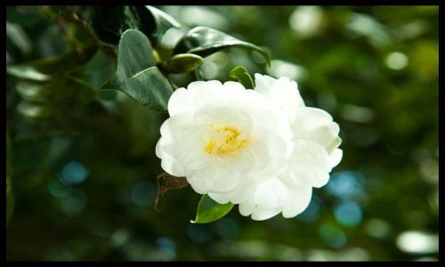 Zdjęcie PORTUGALIA / Madera / Quinta do Palheiro Ferreiro / Kamelia