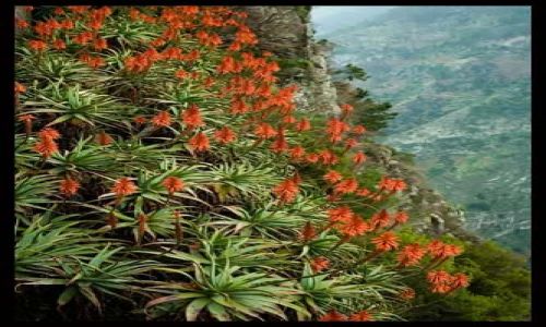 Zdjecie PORTUGALIA / Madera / Eira do Serrado / Aloes
