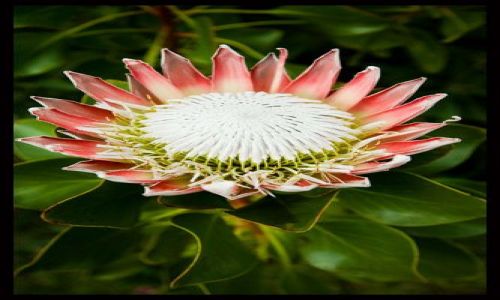 Zdjęcie PORTUGALIA / Madera / Quinta do Palheiro Ferreiro / Protea cynaroides